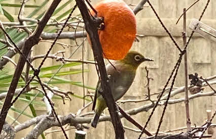 ０５．１．１  １３１７ 　庭のアケビの棚にミカンを半切りで刺していたら、メジロが食べに来た！
