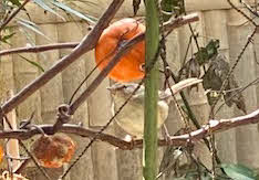 ０５．１．８  １３０４ 　庭のアケビの棚にミカンの半切りを刺したら、ウグイスがきた！