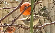 ０５．１．８  １３０４ 　ちょうど横を向いたところ！