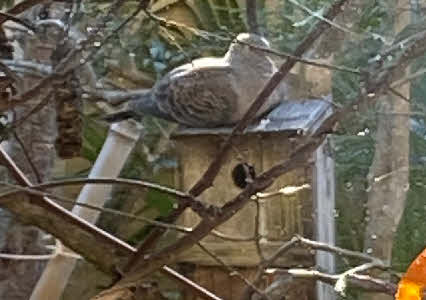 ０５．２．５  １４２７ 　キジバトが庭の柿の木に置いてある、シジュウカラ用の巣箱の上で、くつろいでいる！
