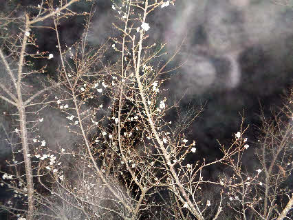 ０５．２．１８  ０４５８ 　銀山の山道の途中にある梅の木に花が咲いていた！