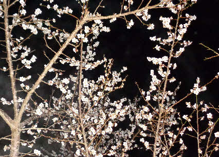 ０５．３．１２  ０５０９ 　銀山の山道の途中にある梅の木の花がまだ咲いていた！