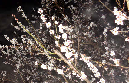 ０５．３．１２  ０５０９ 　別の木の枝先！