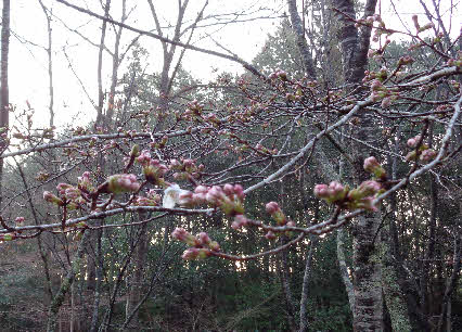 ０５．３．２２　０６１６　青ノ池を過ぎた、坂の右横にある桜の花が一輪咲いていた！