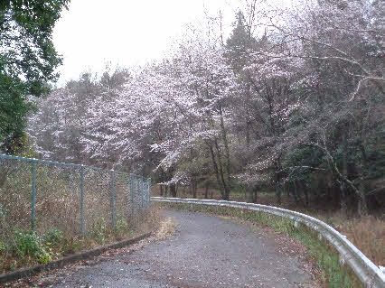 ０５．３．２３　０６０６　青ノ池を過ぎた、坂の右横にある桜の花が咲いていた！
