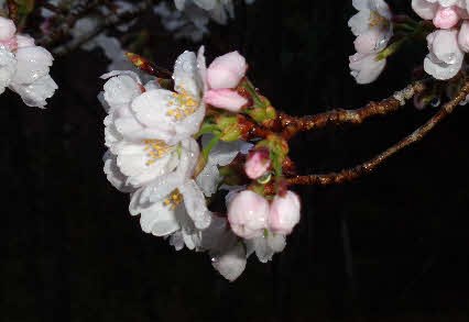 ０５．３．２３　０６０８　近づいてみた！