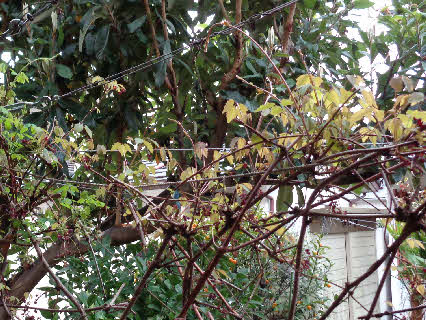 ０５．３．２３　０６１８　庭のアケビの新芽が伸びている！