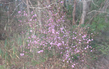 ０５．３．２８　０５５５　総合公園への登り口右側に咲きかけていた、ツツジの花！