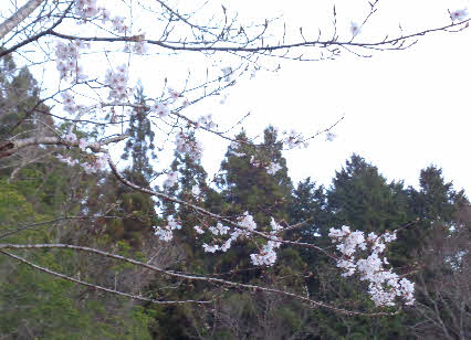 ０５．４．２　０５３９　銀山の奥の最初の池の傍で、桜が一枝咲いていた！