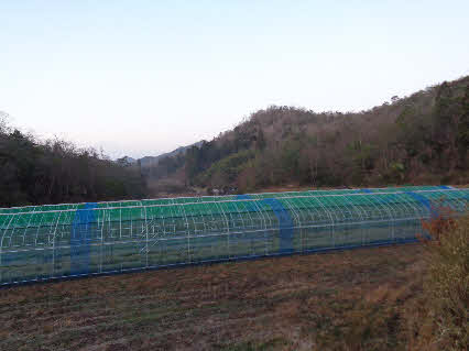 ０５．４．２　０５４０　２番目の池の堤防から、南方向の来た道を臨む！