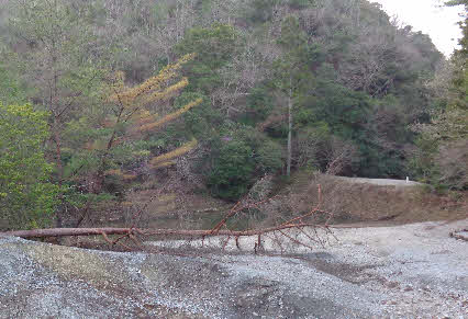 ０５．４．２　０５５３　ジャリ池の手前の赤松が１本は倒れ、１本も葉っぱが枯れてきている！
