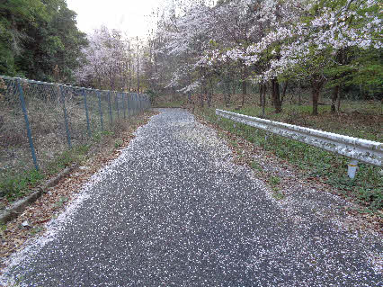０５．４．２　０６１４　青ノ池を過ぎて、最初に咲いた桜が散りかけ、道路上に花びらが落ちている！