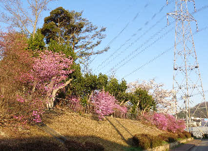 ０５．４．２　０６３６　大原公園の北側から見たツツジ！