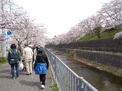 ０５．４．２　１０３１　猪名川さくら祭りの状況！
