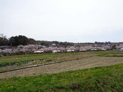 ０５．４．２　１１１６　そのさくら祭りを西側の道路から見た桜並木！