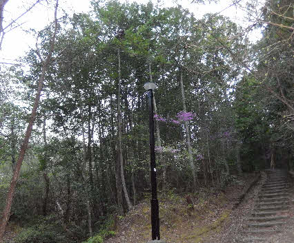 ０５．４．４　０５５３　階段を上ったところにある何かの巣？カラスのような気がする！