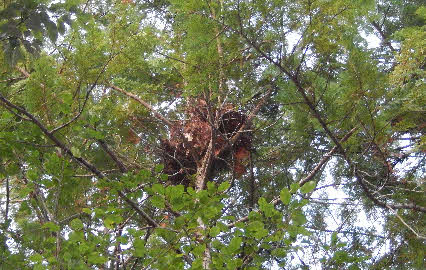 ０５．４．４　０５５３　その拡大！