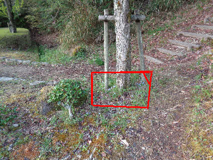 ０５．４．１４　０６１６　青ノ池を過ぎ、総合公園への階段の手前で、カツラの木の根元に咲いている菫を発見！