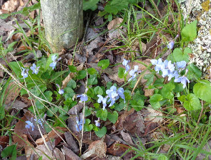 ０５．４．１４　０６１６　その接近写真！