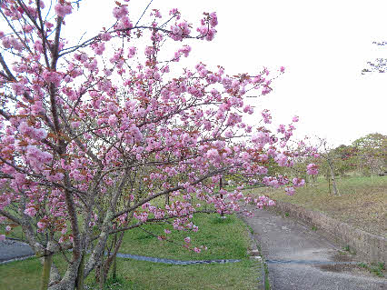 ０５．４．１４　０６２８　総合公園の八重桜が満開を迎えていた！