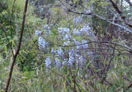 ０５．４．１７　０５２８　青ノ池の近くの木々の間にフジの花が咲いていた！