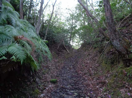 ０５．４．１８　０５２２　一番奥の池を過ぎて、峠？を前方に見る！
