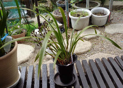 ０５．４．１８　１４２５　日本ミツバチが好むという、金陵偏の花芽がだいぶん伸びてきた！