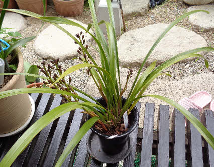 ０５．４．１８　１４２５　購入時は、３本とのことだったけど、もう１本出てきて４本になった！