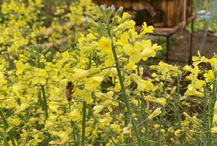 ０５．４．１９　１６２９　畑にいたら、ブロッコリの花に日本ミツバチが飛来し、花から花へと移動するのに見とれていた！