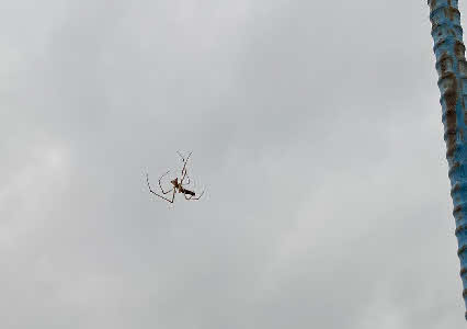 ０５．４．１９　１７１４　ブロッコリの花の上に、ふと見上げると名も知らないクモが巣を作っていた！