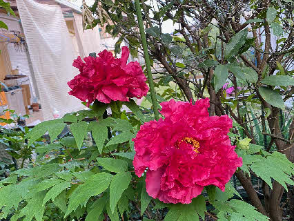 ０５．４．２０　１８１３　庭に咲いた牡丹の花、深紅の色が綺麗だ！