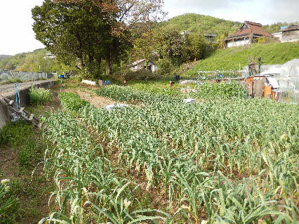 ０５．４．２１　１６１３　畑の北方向にニンニクの葉っぱが並ぶ!遠くに日本ミツバチの巣箱が見える！