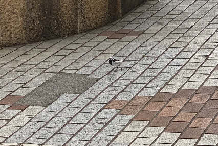 ０５．４．２４　０８３６　夜勤下番して、バス停でバスを待っていたら、背黒セキレイがチョロチョロ歩いていた！