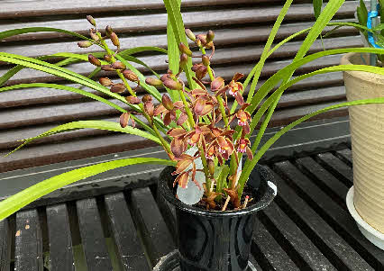 ０５．４．２５　０６１３　日本ミツバチが好むというキンリョウヘンの花が咲いた！