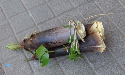 ０５．４．２９　０６１６　今朝、銀山で採ってきたタケノコだけど、ずっと片手に持つのは重くて、交互に持ち替えながら運んだ！