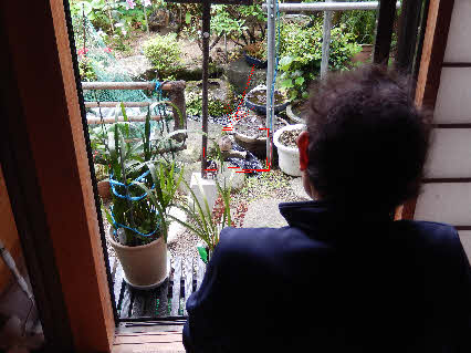 ０５．４．３０　０９１６　窓を開けて、庭の赤枠のイキジバトを見つめても、じっとしている!猫に襲われないかと気を揉む！