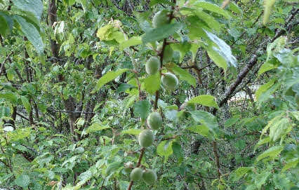 ０５．５．２　０５２１　銀山の山道横の梅の木に実がなり、だいぶん大きくなっていた！