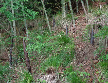 ０５．５．２　０５２２　タケノコが顔を出し、ずいぶんと大きくなっていた！