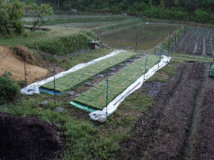 ０５．５．２　０５２３　稲の苗に被せていた、白い覆いを外し、苗がもろに見えていた！