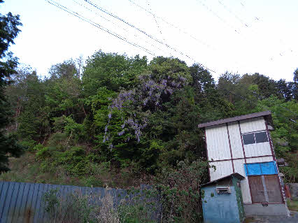 ０５．５．３　０５１２　銀山のダンプ置き場から最後の民家に行く、三叉路から、西側に咲くフジの花を見る！