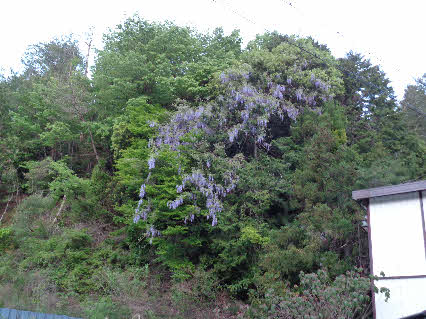 ０５．５．３　０５１２　その拡大したもの！