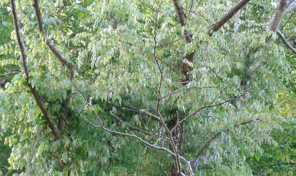 ０５．５．３　０５５８　青ノ池を過ぎたところにある、ネムノ木がやっと芽を出し始めた！