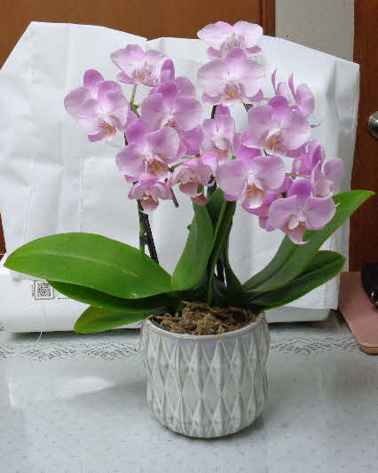 ０５．５．１２　０６２０　昨日、母の日の贈り物として、娘から届いたもの！