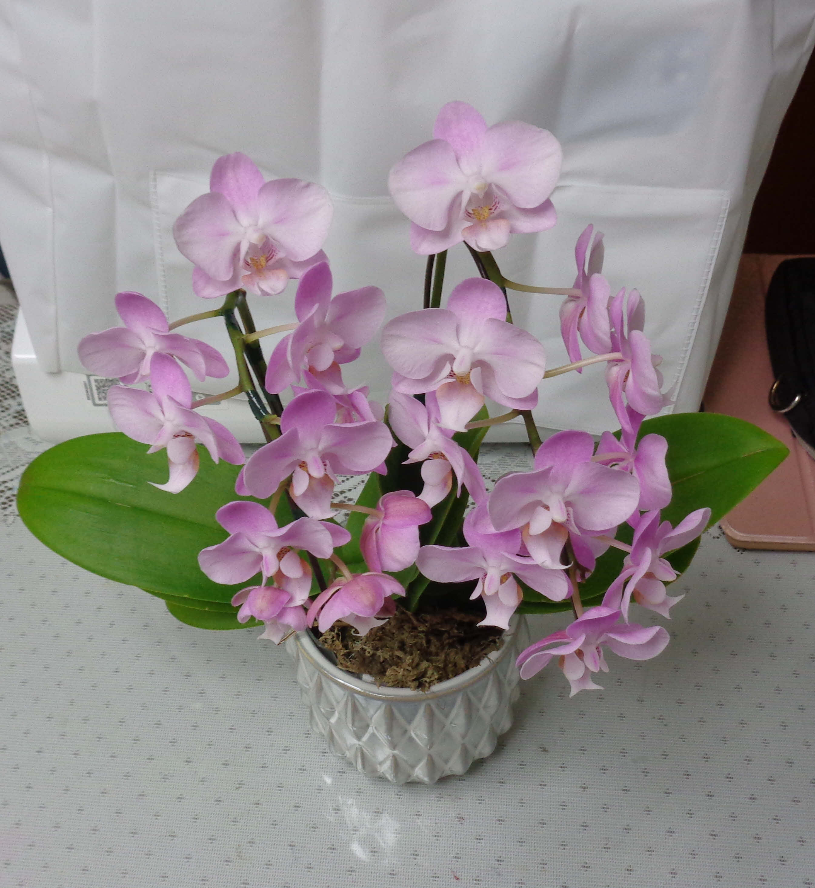 ０５．５．１２　０６２０　それを上からみたところ！