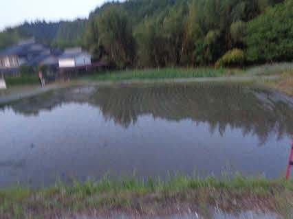 ０５．５．１７　０４４２　神社の南側にある水田で、田植えがされていた！