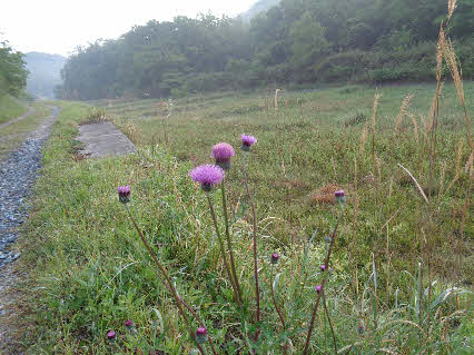 ０５．５．１７　０５２４　銀山の山道に入り、暫く進んだところの右側の道ばたにアザミの花が咲いていた！
