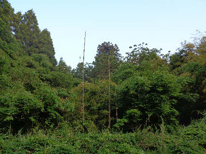 ０５．５．１７　０５２７　そこから３分ほど進んだところの、左側にタケノコが３本大きくなっていた！