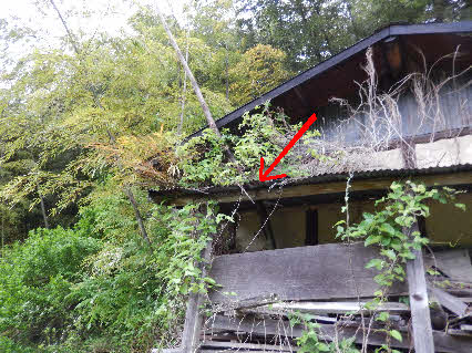 ０５．５．１９　０５１４　銀山の山道横にある、小屋をタケノコ(赤矢印)が屋根を突き破っていた！