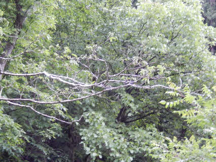 ０５．５．１９　０５５２　青ノ池を過ぎたところのネムの木の、葉っぱがだいぶん大きくなっていた！