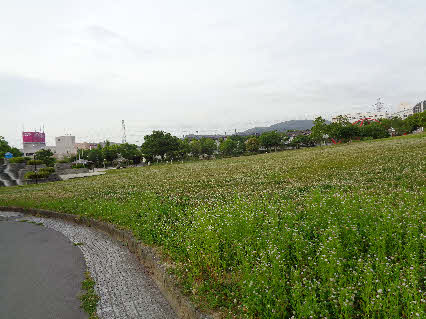 ０５．５．２７　０５５３　総合公園の広場にクローバーが、白い花を咲かせ広がっていた！